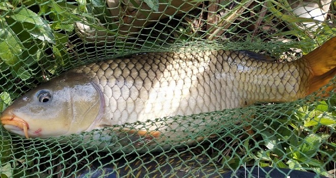 手竿上岸10斤5两大鲤鱼，力道真是大!