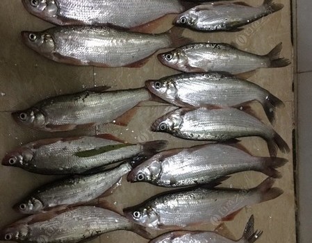 雾里寻她千百度，蓦然回首，何以享乐，唯有翘妹