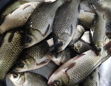 无人区野钓黄金鲫，自制窝料显神威