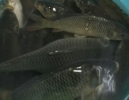 今天真是钓爽了，抽的手发麻，鱼护撑爆了用桶装!