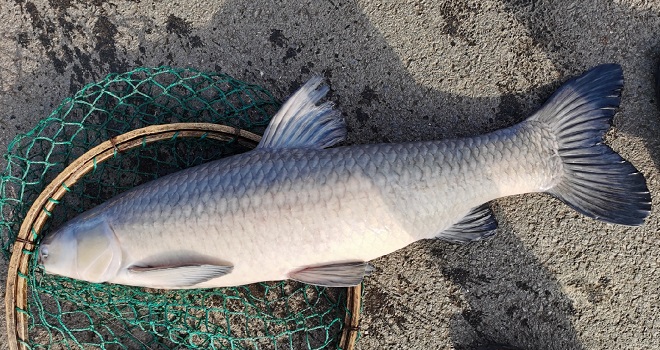 【2020年总结】今年的板鲫钓爽了，圆梦大青鱼！