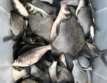 寒冬季节鳊鱼狂口爆箱一百多斤