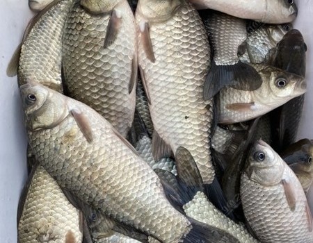 2021新年第一钓，我与老顽童们再次明争暗斗。